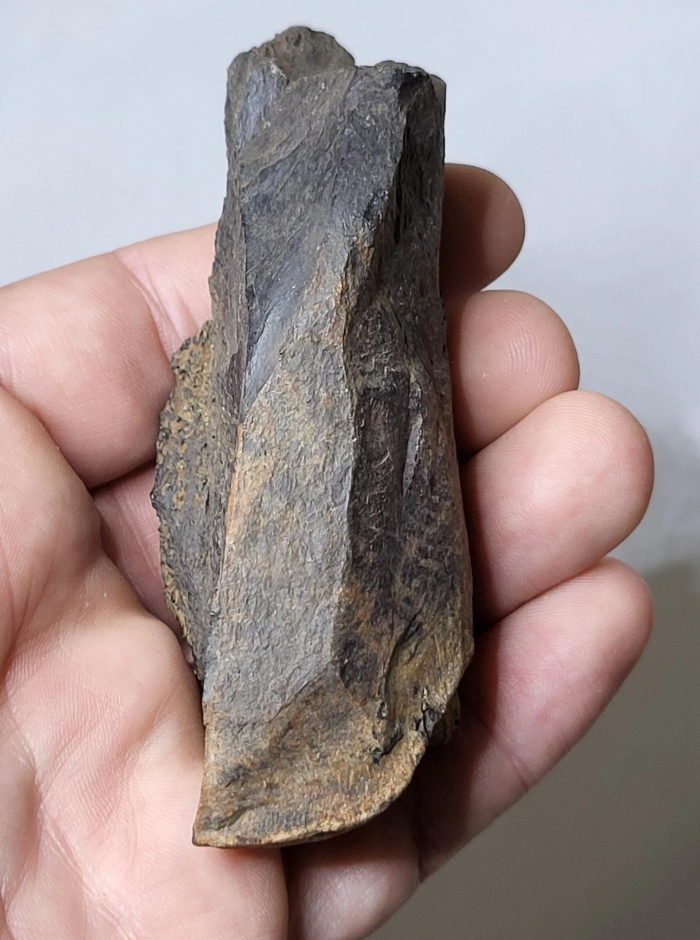Tyrannosaur Limb Fossil – Hell Creek Formation – Over 3.5 Inches – Rare Display Specimen